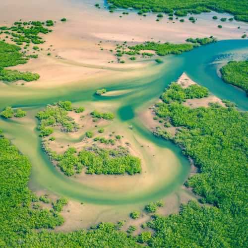 What are mangrove forests, why are they under threat, and what can be done to save them? - earth.fm