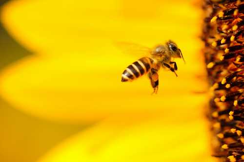 Why bees are important, and how we can help them - earth.fm
